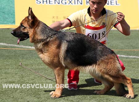 SG3 6018 塔尼艾，Tannia von JingHua，CSZ121773，犬主：韩彬