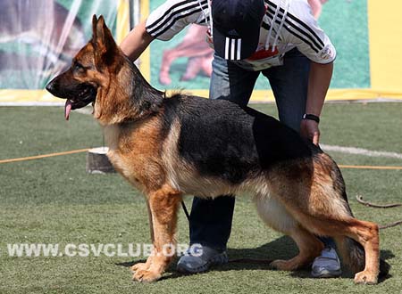 SG4 6040 伊丽，Eili von GuangYou，CSZ112892，犬主：林永培