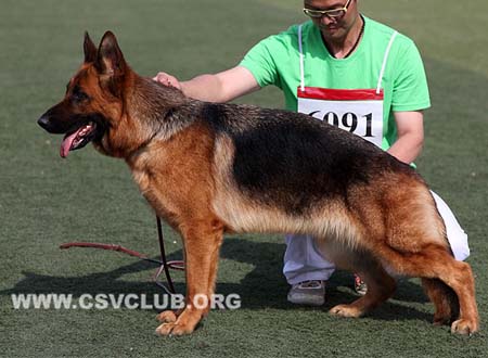 SG5 6091 力斯，Lisie von HeiLong，CSZ118922，犬主：张健