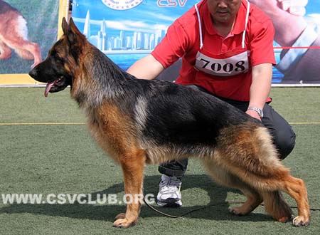 VV1 7008 书格，Suleika von WeiSheng，CSZ130352，犬主：纪增武