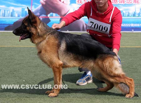 VV2 7009 菲鲁，Filu von JiangDingJun，CSZ135547，犬主：蒋定军