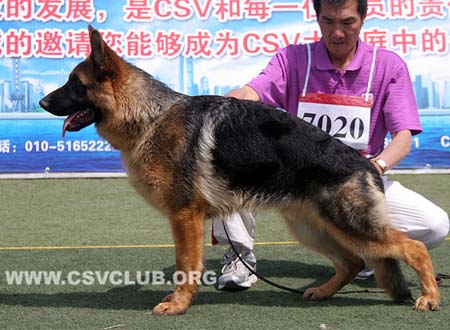 VV4 7020 驰库，Chico von Shui Quan，CSZ136391，犬主：吴昭明