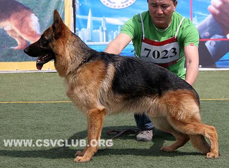 VV5 7023 扎斯特，Just von DaJiang ，CSZ133056，犬主：何不