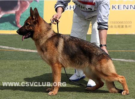 VV1 8007 力维尼，Livi von Dossel，CSZ125653，犬主：韩彬