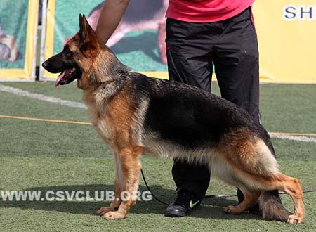 VV2 8020 杜若，Dura von ShiJia，CSZ132282，犬主：申海民