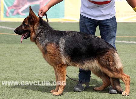 VV3 8021 盖斯艾，Gessie von XinQuan，CSZ129306，犬主：史金全