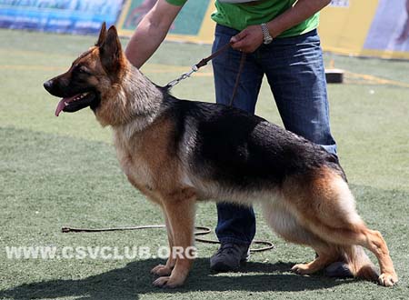 VV4 8017 居帕，Juppa von JinBi，CSZ138407，犬主：刘军
