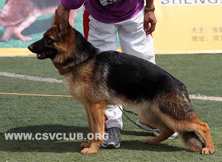 VV5 8018 娥可，Ercka von TianJinJinDong，CSZ129995，犬主：刘新林
