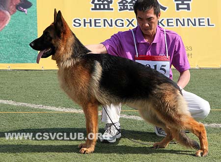 VV1 9015 格雷夫，Greif von WenHao，CSZ135553，犬主：杨学文