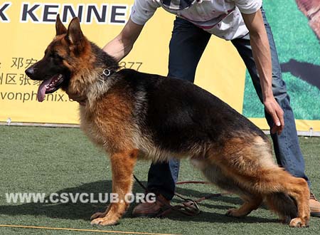 VV2 9012 艾莫度，Imdo von XinQiAo，CSZ136085，犬主：孙青海