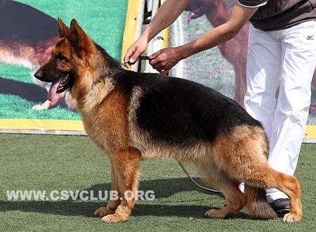 VV3 9014 凯佛，Kivo von YiYou，CSZ138957，犬主：魏建筑