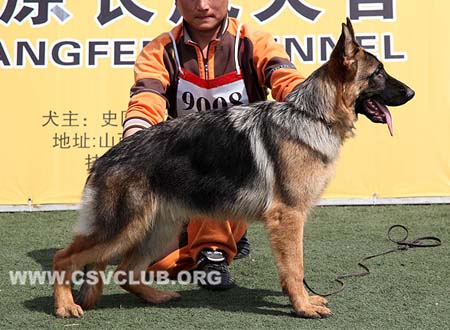 VV4 9008 查萨尼，Chasan von KaiXiang，CSZ137954，犬主：刘忠凯
