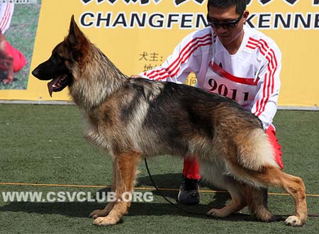 VV5 9011 法娄，Farro von Barco，CSZ132321，犬主：苏志镒
