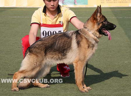 VV1 0005 派特拉娜，Petrana von Dossel，CSZ134005，陈金飞，犬主：韩彬