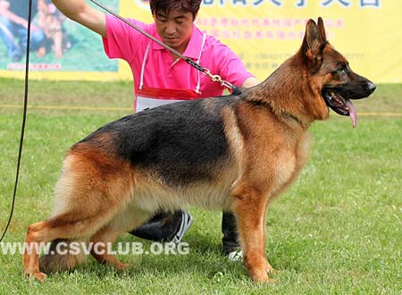 V1 1018 托尼尔，Toni von der Rieser Perle，CSZ8002372，犬主：刘杰