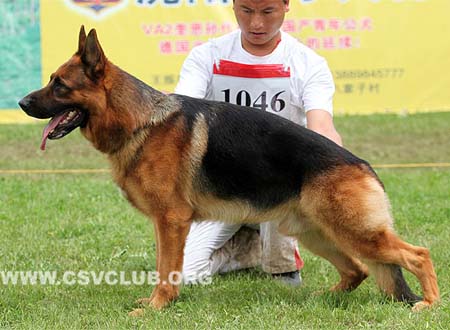 V2 1046 优猛，Yumo vom Finkenschlag，CSZ8002359，犬主：朱道虎