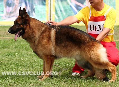 V3 1033 赛门，Corbo von Dossel，CSZ82002，犬主：王喜庆