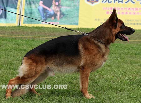 V4 1036 皮罗，Pirlo von der Jahnh?he，CSZ8002137，犬主：徐裕书