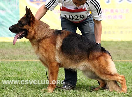 V5 1029 贝丽萨，Belisar von Aurelius，CSZ8001834，犬主：唐柱林