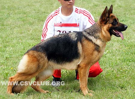 V1 2017 Blue vom Finkenschlag，CSZ8002497，犬主：李深义