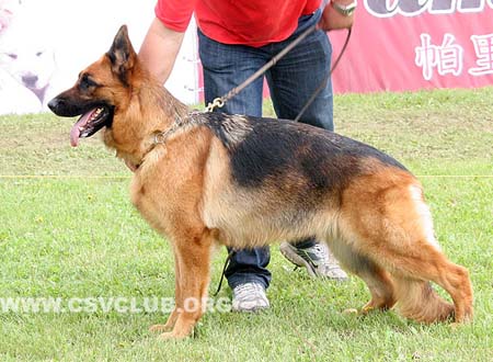 V2 2056 森姿，Cenzl von WenHao，CSZ84559，犬主：翟学喜