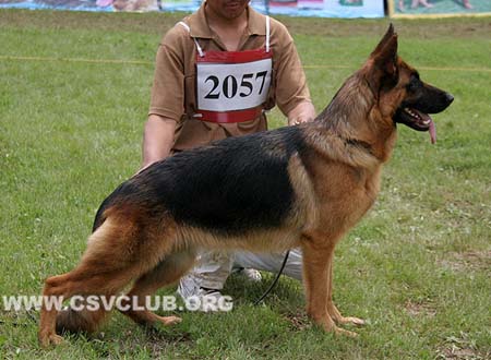 V3 2057 凯伊萨，Caissa von Ao Yun，CSZ96860，犬主：战永生