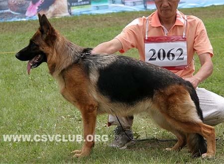 V4 2062 娜米，Falkoen's Naomi，CSZ8002327，犬主：赵斌
