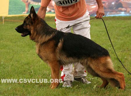 SG1 3009 约皮，Juppy von BaiHui，CSZ106254，犬主：李伯辉