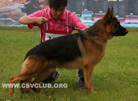 SG2 3030 吉力，Jillq von ZhenDe，CSZ109916，犬主：魏凯辉