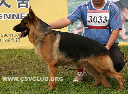 SG3 3033 派力，Perry von JingXing，CSZ108264，犬主：张泽峰