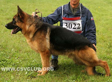SG4 3022 杜尼诺，Domino von HuaXi，CSZ110651，犬主：孙国太