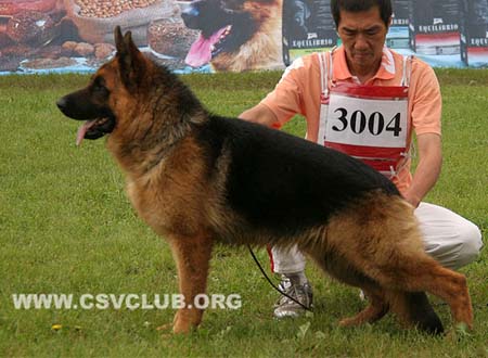 SG5 3004 吉鲁，Gilo von DeQin，CSZ110414，犬主：葛彦发