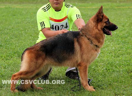SG1 4024 奥乐尼杜，Orfeus von JinBin，CSZ129542，犬主：王宏志