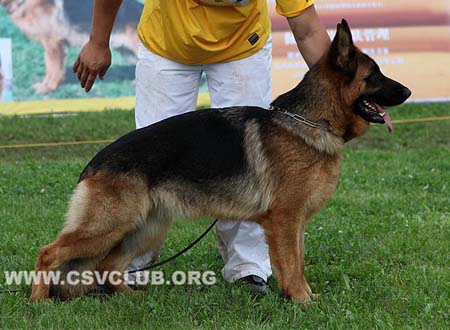 SG2 4043 豆妮娅，Donia von ShiDaYuan，CSZ117363，犬主：祖洪涛