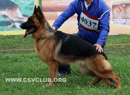 SG3 4037 德恩卡，Denka von Li  De，CSZ118095，犬主：张立军