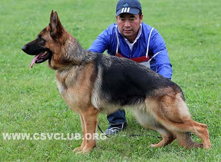 SG4 4008 奥塔利，Ops von WeiSheng，CSZ117925，犬主：纪增武