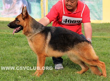 SG5 4009 奥达克斯，Odax von WeiSheng，CSZ117926，犬主：纪增武