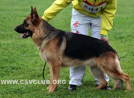SG1 5041 达力欧，Dario von Ping Tou，CSZ123799，犬主：朱道虎