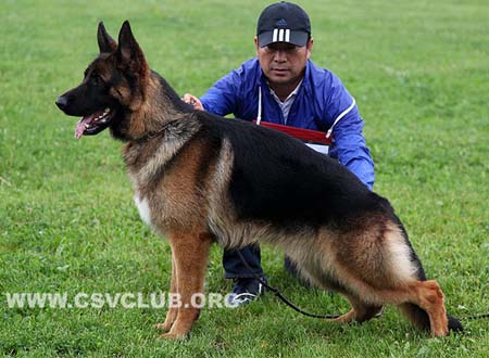 SG5 5020 巴罗，Baro von JinRong，CSZ133085，犬主：曲荣青