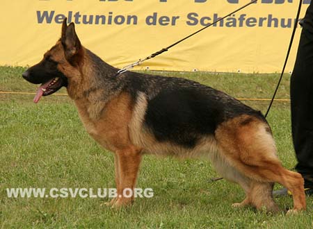 SG1 6062 阿茹芭，Aruba von ZhongHao，CSZ124930，犬主：魏绪社