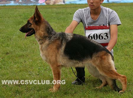SG2 6063 凯瑞，Cheri von OuLi，CSZ117473，犬主：徐裕书