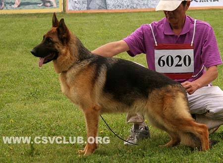 SG4 6020 法罗，Faro von GuangYou，CSZ118603，犬主：李金明