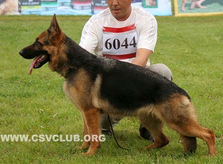 SG5 6044 维路，Widia von ChangFeng，CSZ114172，犬主：史国清