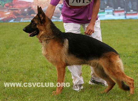 VV1 7013 格雷夫，Greif von WenHao，CSZ135553，犬主：杨学文