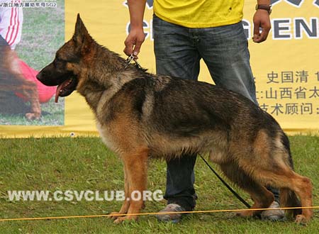 VV2 7008 艾依克，Eick von XiaoLaoSi，CSZ141007，犬主：孙桂菊