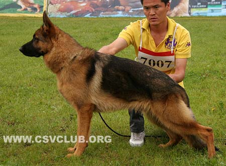 VV3 7007 提莫波，Timbo von ZhongLong，CSZ141818，犬主：李凤滨