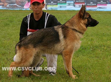 VV4 7005 泽莫，Zemo von DeQin，CSZ137714，犬主：葛彦发