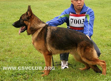 VV5 7003 巴拉姆，Balamo von AsianLeia，CSZ139410，犬主：冯亚州