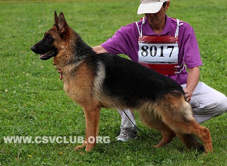 VV1 8017 苷达，Genda von WenHao，CSZ135558，犬主：杨学文