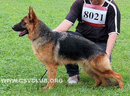 VV3 8021 奥力塔，Ortan von Ford，CSZ135160，犬主：葛立君